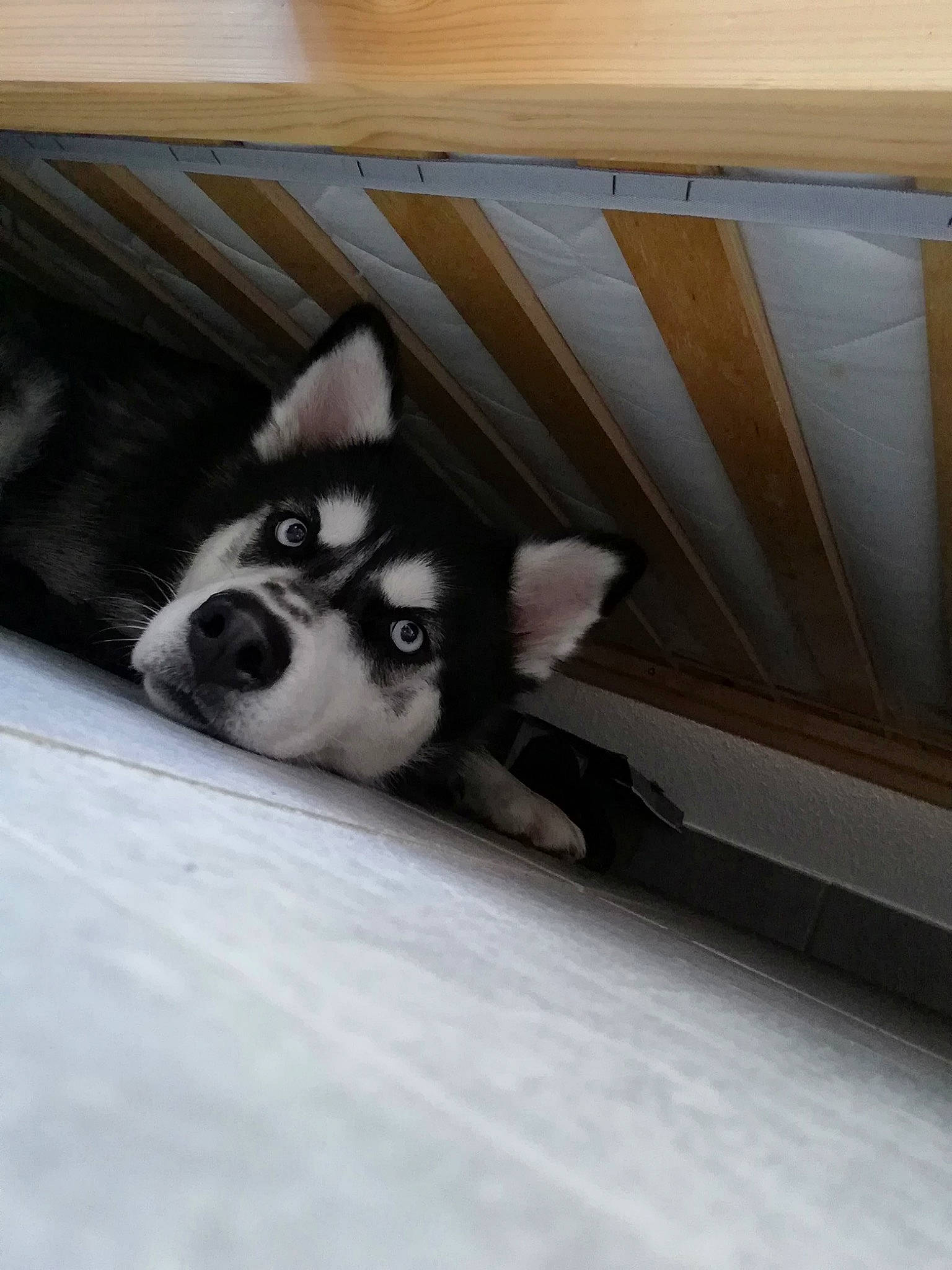 Ohana a rejoint le concours — aidez-le/la à gagner de superbes lots ! alaskan_klee_kai, alaskan_malamute, canidae, carnivore, dog, dog_breed, labrador_husky, mammal, miniature_siberian_husky, nose, puppy, rare_breed_dog, sakhalin_husky, siberian_husky, sled_dog, snout, sporting_group, vertebrate, wolfdog, working_dog