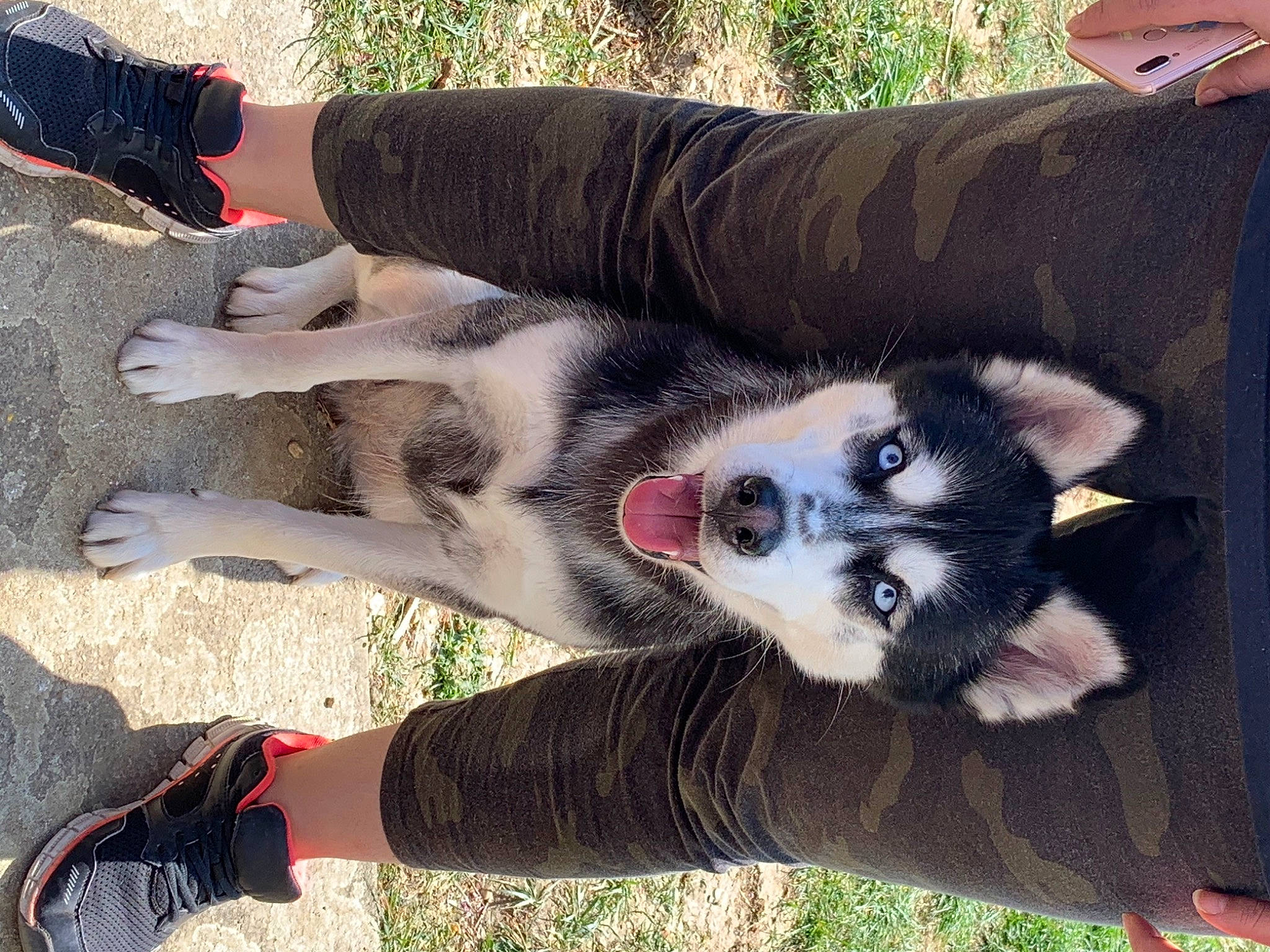 Ohana participe au concours pour gagner de l'argent avec cette photo : alaskan_klee_kai, alaskan_malamute, canidae, carnivore, dog, dog_breed, hand, mammal, miniature_siberian_husky, native_american_indian_dog, northern_inuit_dog, puppy, seppala_siberian_sleddog, siberian_husky, sled_dog, vertebrate, wolfdog