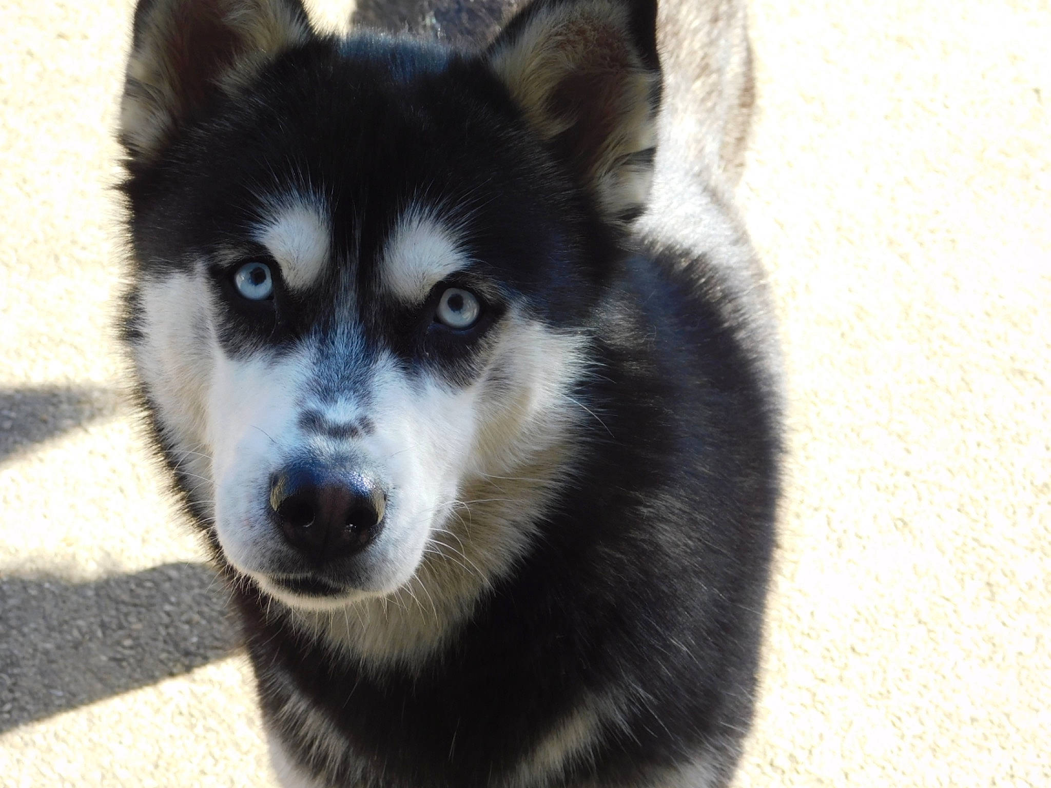 Ohana participe au concours pour gagner de l'argent avec cette photo : alaskan_klee_kai, alaskan_malamute, canadian_eskimo_dog, canidae, carnivore, dog, dog_breed, east_siberian_laika, greenland_dog, lapponian_herder, mammal, miniature_siberian_husky, native_american_indian_dog, sakhalin_husky, seppala_siberian_sleddog, siberian_husky, sled_dog, snout, vertebrate, wolfdog