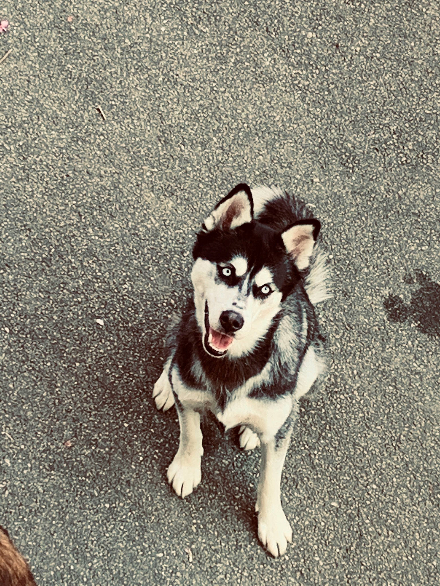 Ohana a rejoint le concours — aidez-le/la à gagner de superbes lots ! alaskan_klee_kai, alaskan_malamute, canidae, carnivore, dog, dog_breed, labrador_husky, mammal, northern_inuit_dog, nose, photography, puppy, rare_breed_dog, sakhalin_husky, siberian_husky, sled_dog, snapshot, snout, wolfdog, working_dog