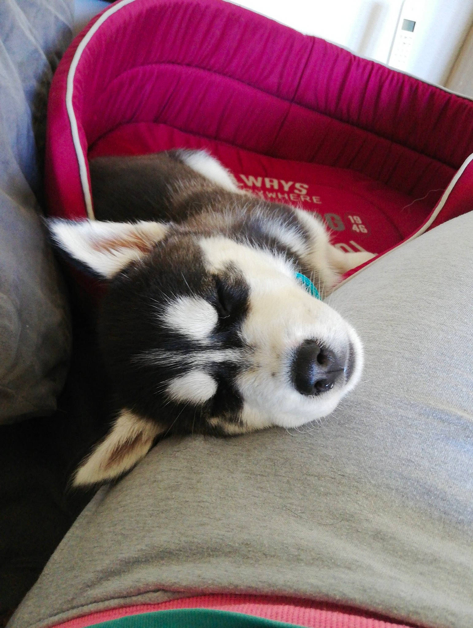 Ohana participe au concours pour gagner de l'argent avec cette photo : alaskan_malamute, canidae, carnivore, companion_dog, dog, dog_breed, mammal, miniature_siberian_husky, nap, nose, puppy, siberian_husky, sled_dog, sporting_group
