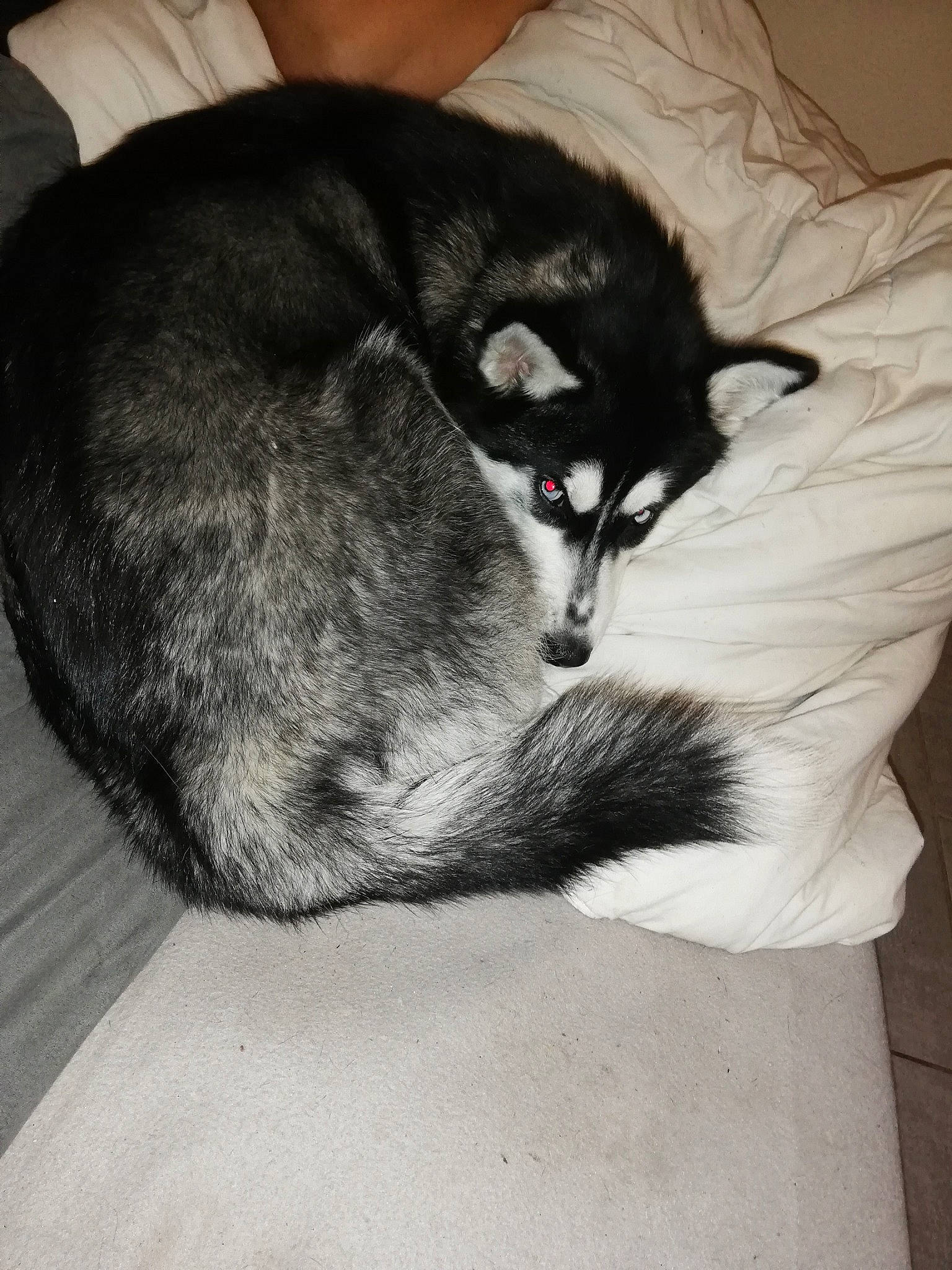 Ohana participe au concours pour gagner de l'argent avec cette photo : alaskan_klee_kai, alaskan_malamute, canidae, carnivore, cat, companion_dog, dog, dog_breed, ear, felidae, fur, mammal, puppy, siberian_husky, sled_dog, sleep, small_to_medium_sized_cats, sporting_group, tail, whiskers