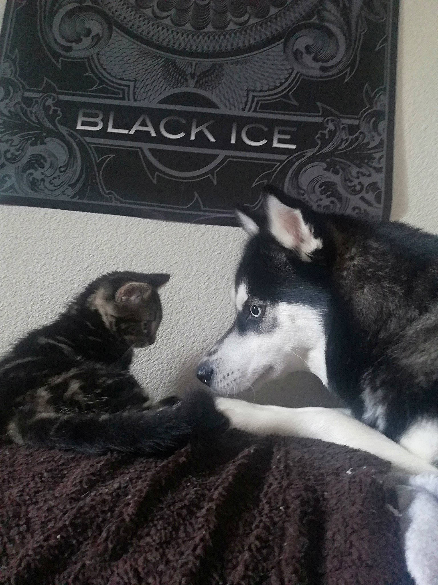 Ohana participe au concours pour gagner de l'argent avec cette photo : alaskan_klee_kai, alaskan_malamute, canidae, carnivore, cat, dog, dog_breed, felidae, labrador_husky, mammal, miniature_siberian_husky, northern_inuit_dog, photo_caption, sakhalin_husky, seppala_siberian_sleddog, siberian_husky, sled_dog, tail, tamaskan_dog, wolfdog