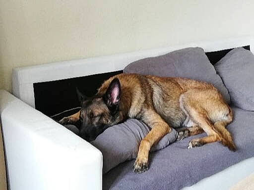 Lenzo a rejoint le concours — aidez-le/la à gagner de superbes lots ! belgian_shepherd_malinois, canidae, carnivore, dog, dog_breed, fawn, german_shepherd_dog, mammal, vertebrate, wolfdog