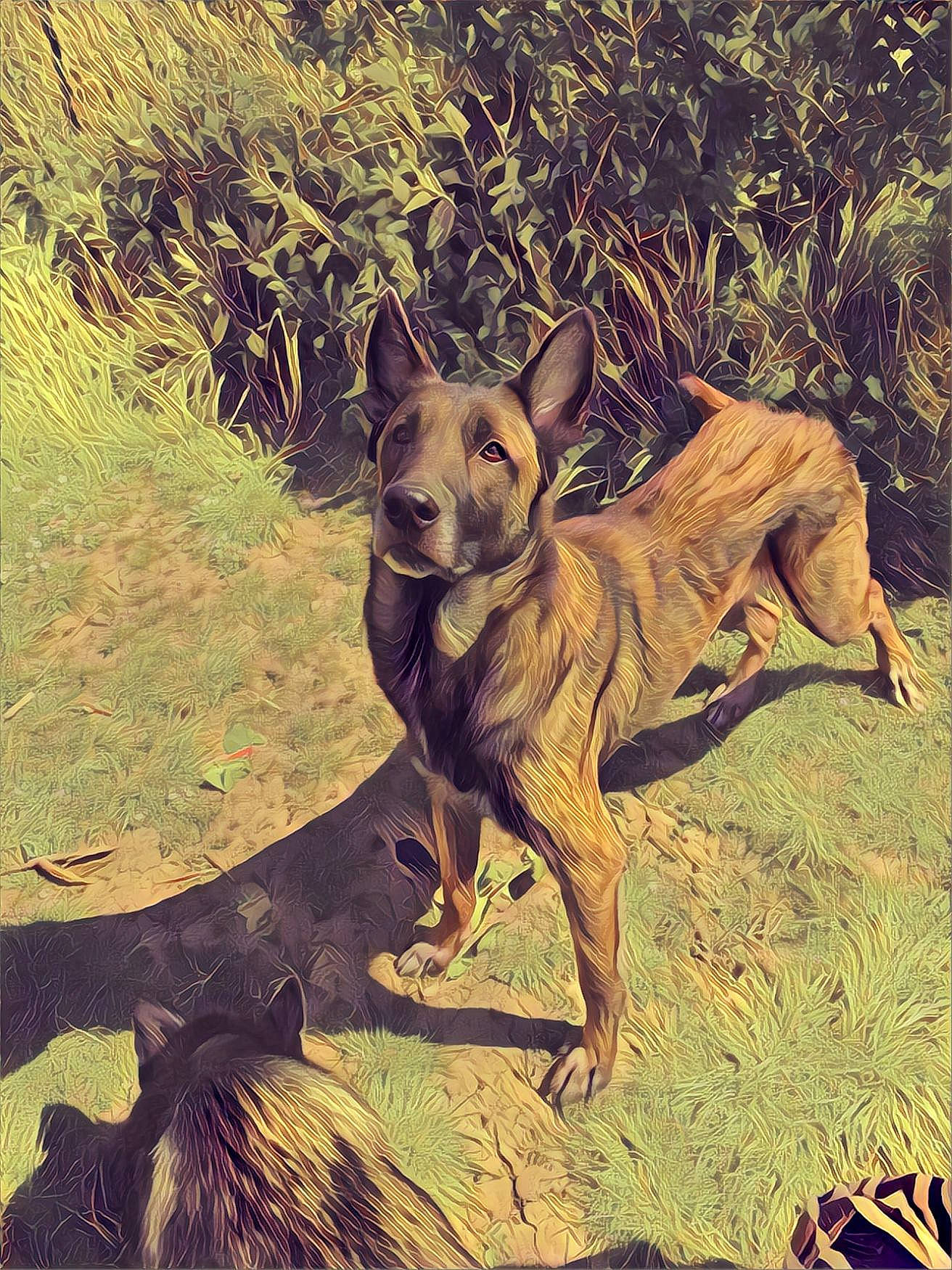 Lenzo a rejoint le concours — aidez-le/la à gagner de superbes lots ! africanis, ancient_dog_breeds, canidae, carnivore, carolina_dog, dog, dog_breed, fawn, hunting_dog, illustration, pariah_dog, plant, thai_ridgeback, wildlife