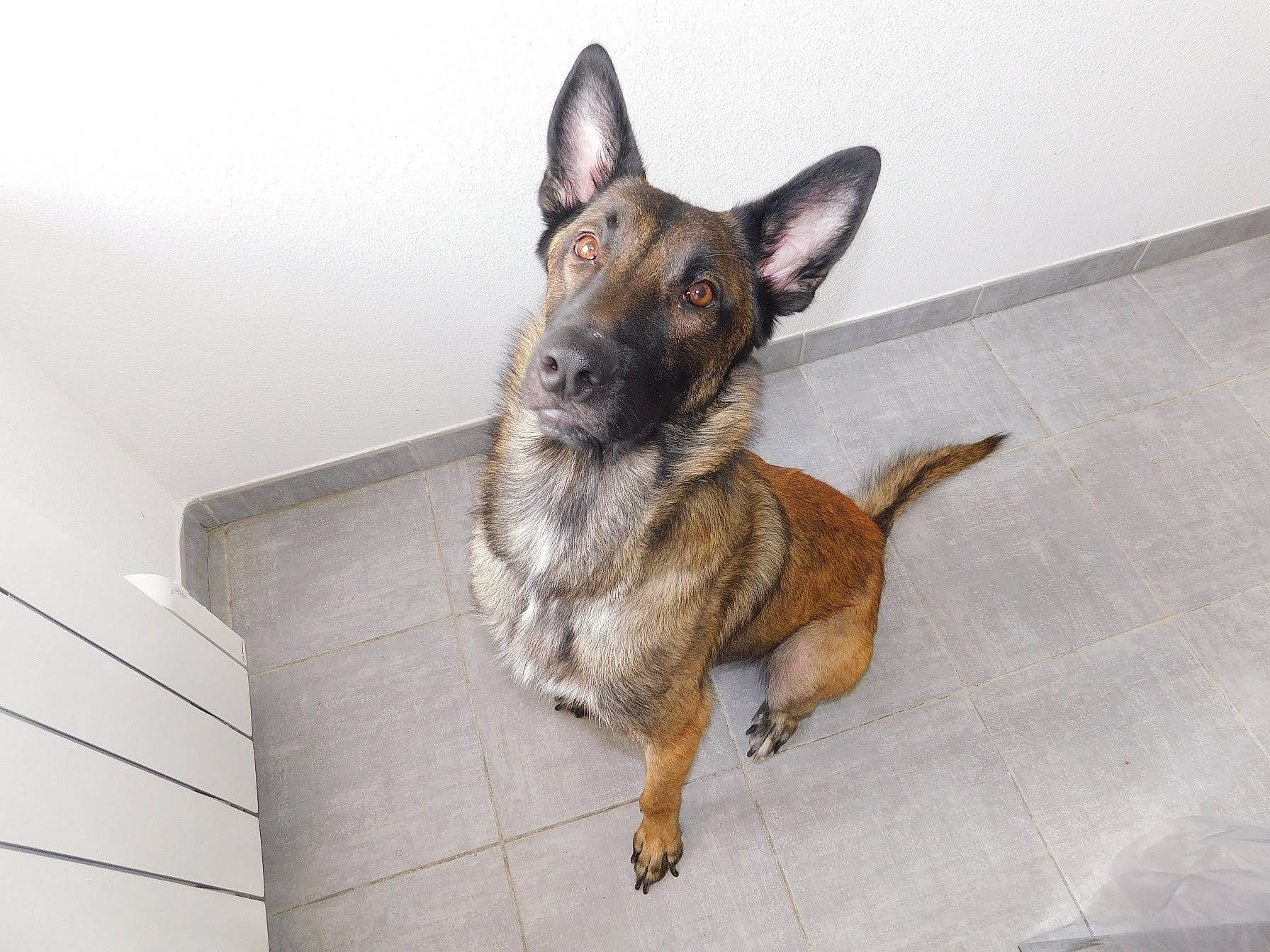 Lenzo a rejoint le concours — aidez-le/la à gagner de superbes lots ! belgian_shepherd, belgian_shepherd_malinois, canidae, carnivore, dog, dog_breed, fawn, german_shepherd_dog, kunming_wolfdog, mammal, rare_breed_dog, snout, vertebrate, working_dog