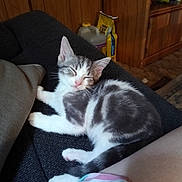 Rosco is registered to the contest to win money with this photo: cat, kitten, gray_and_white, sleeping, sleepy, couch, furniture, indoors, home, relaxed, lying_down, pet, animal, whiskers, ears, paws, tail, striped_blanket, wood_paneling, portrait