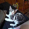 cat, kitten, gray_and_white, sleeping, sleepy, couch, furniture, indoors, home, relaxed, lying_down, pet, animal, whiskers, ears, paws, tail, striped_blanket, wood_paneling, portrait
