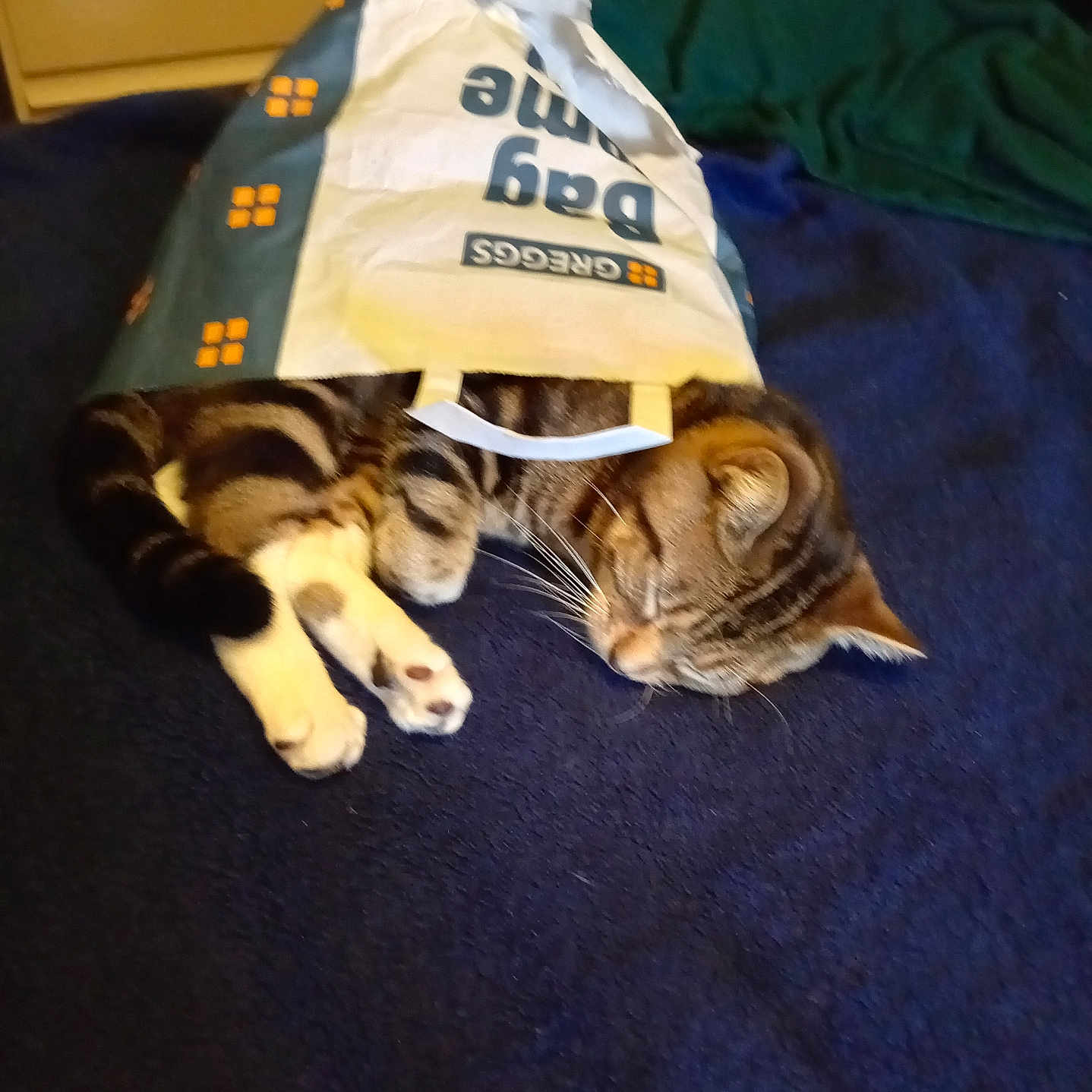 Esky joined the competition — help win amazing prizes! animal, bedroom, blanket, cat, cozy, cute, domestic_animal, fur, furniture, indoor, paper_bag, paw, pet, relaxation, resting, sleeping, striped, tabby_cat, tail, whiskers