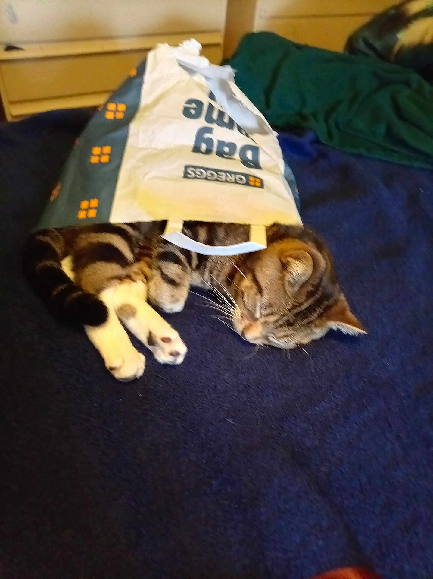 Esky joined the competition — help win amazing prizes! animal, bedroom, blanket, cat, cozy, cute, domestic_animal, fur, furniture, indoor, paper_bag, paw, pet, relaxation, resting, sleeping, striped, tabby_cat, tail, whiskers