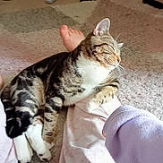 Esky is registered to the contest to win money with this photo: animal, carpet, cat, clothing, cozy, domestic, foot, furniture, home, indoor, leg, paw, person, pet, purple_fabric, relaxation, resting, striped, tabby_cat, white_paws