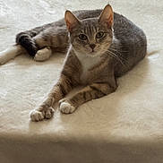 Moon joined the competition — help win amazing prizes! cat, tabby, gray_cat, white_paws, pet, feline, animal, domestic_cat, resting, laying_down, soft_blanket, indoor, cute, whiskers, ears, eyes, fur, relaxed, looking_at_camera, cozy
