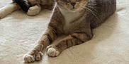 Moon joined the competition — help win amazing prizes! animal, cat, cozy, cute, domestic_cat, ears, eyes, feline, fur, gray_cat, indoor, laying_down, looking_at_camera, pet, relaxed, resting, soft_blanket, tabby, whiskers, white_paws