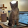 Moon joined the competition — help win amazing prizes! cat, computer_screen, cross, curious, desk, glasses, home_office, indoor, lamp, laptop, light, office, papers, pet, photograph, sitting, tabby_cat, technology, white_paws, wooden_surface