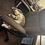 Moon joined the competition — help win amazing prizes! brown, carpet, cat, chair, comfortable, cozy, desk, electronics, furniture, glasses, home_office, indoor, napping, office_chair, papers, paws, pet, relaxed, sleeping, tabby_cat