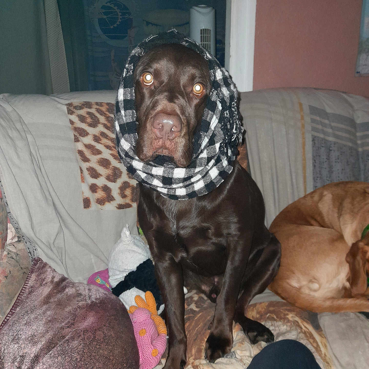 Pepitto a rejoint le concours — aidez-le/la à gagner de superbes lots ! animal, architecture, blanket, building, canine, clothing, couch, cushion, dog, furniture, homedecor, hound, indoors, labradorretriever, linen, livingroom, person, pet, room, scarf