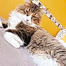 Bout Joli participe au concours pour gagner de l'argent avec cette photo : carnivoran, cat, cat_like_mammal, domestic_short_haired_cat, fur, kitten, maine_coon, norwegian_forest_cat, small_to_medium_sized_cats, whiskers