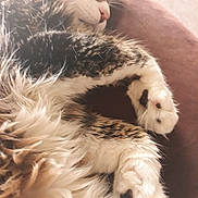 Bout Joli a rejoint le concours — aidez-le/la à gagner de superbes lots ! cat, cat_like_mammal, fauna, fur, kitten, paw, small_to_medium_sized_cats, snout, whiskers