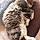 Bout Joli
