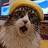 cat, banana, hat, surprised, fluffy, indoor, pet, animal, closeup, whiskers, mouth_open, fur, eyes, face, mirror, television, furniture, table, yellow, home