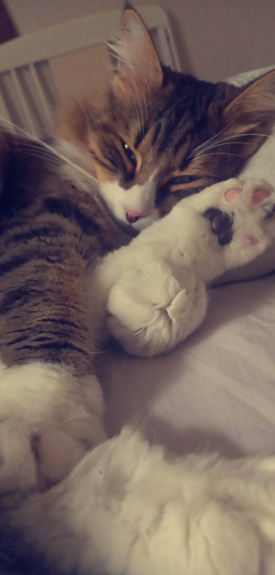 Boutjoli a rejoint le concours — aidez-le/la à gagner de superbes lots ! bed, carnivore, cat, claw, cloud, comfort, cumulus, domestic_short_haired_cat, felidae, fur, mammal, meteorological_phenomenon, nap, paw, sky, sleep, small_to_medium_sized_cats, snout, tail, whiskers