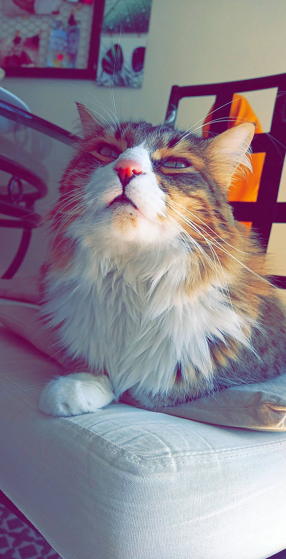 Boutjoli a rejoint le concours — aidez-le/la à gagner de superbes lots ! box, carnivore, cat, claw, domestic_short_haired_cat, eye, felidae, fur, paw, small_to_medium_sized_cats, snout, tail, whiskers, window