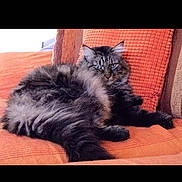 Nono participe au concours pour gagner de l'argent avec cette photo : black_cat, carnivoran, cat, cat_like_mammal, font, fur, kitten, maine_coon, mammal, norwegian_forest_cat, photo_caption, small_to_medium_sized_cats, vertebrate, whiskers