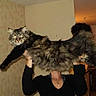Nono participe au concours pour gagner de l'argent avec cette photo : carnivoran, cat, cat_like_mammal, fur, kitten, maine_coon, mammal, photo_caption, screenshot, small_to_medium_sized_cats, vertebrate, whiskers