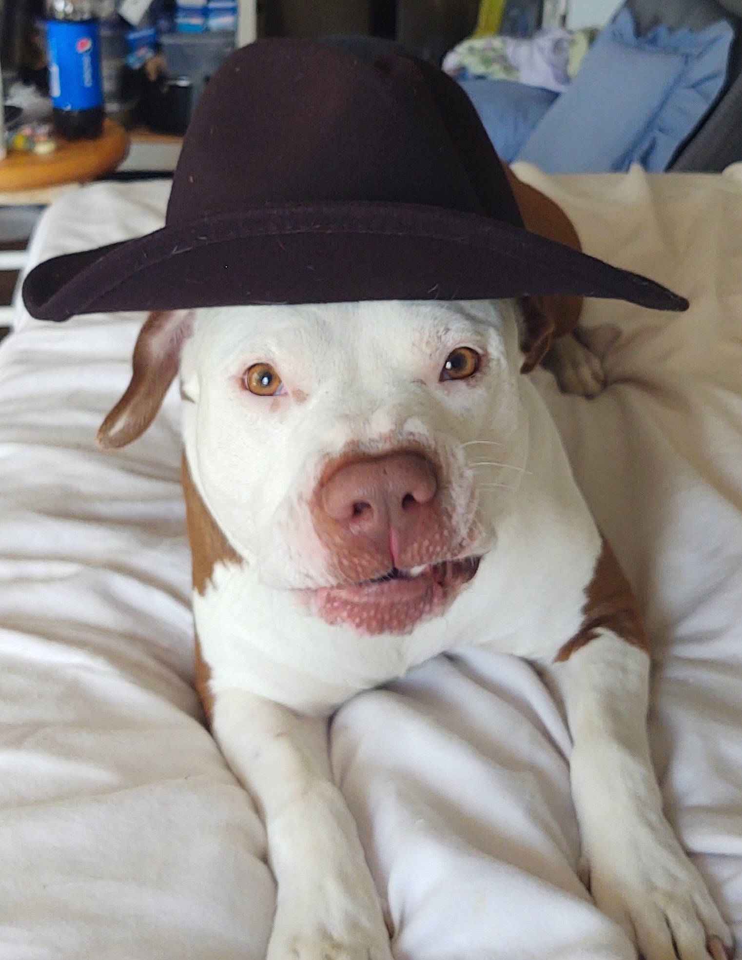 Bubba joined the competition — help win amazing prizes! canidae, carnivore, companion_dog, cowboy_hat, dog, dog_breed, ear, fashion_accessory, fawn, fedora, fur, hat, head, jaw, mammal, snout, sporting_group, sun_hat, whiskers, working_animal