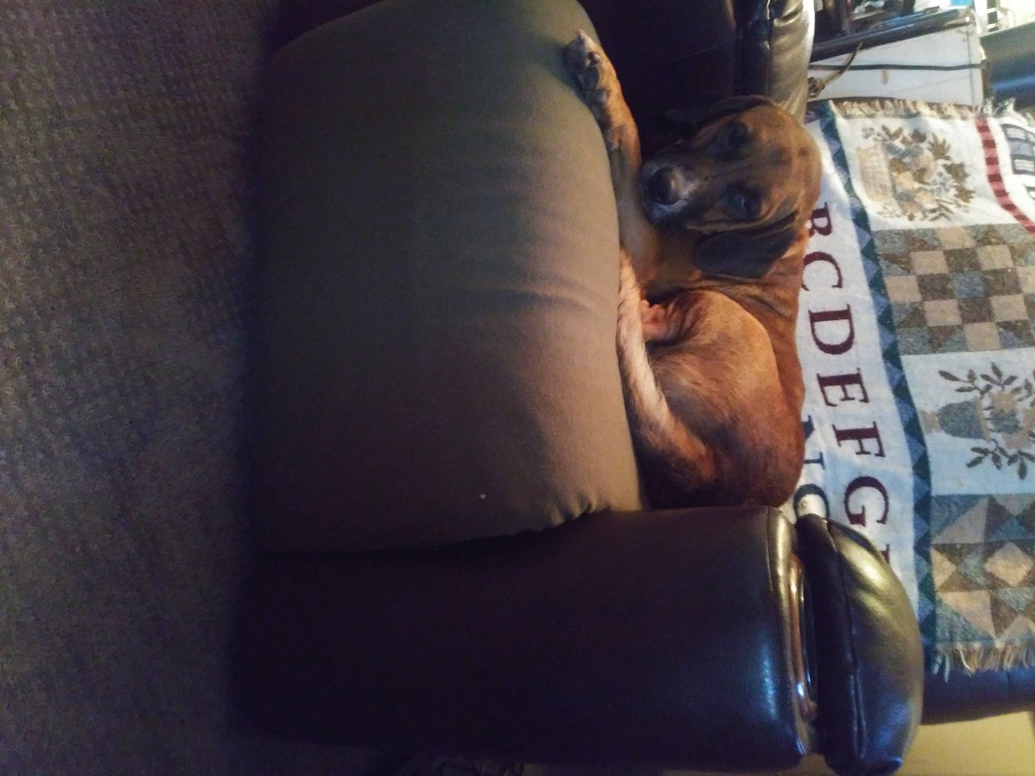 Zeus joined the competition — help win amazing prizes! comfort, cylinder, flooring, font, fur, human_leg, leather, linens, metal, paper, room, thigh, tints_and_shades, wood