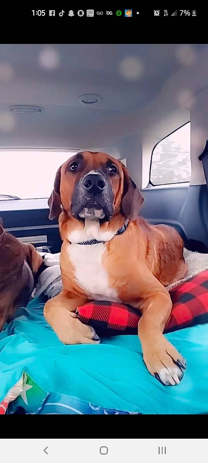 Zeus is registered to the contest to win money with this photo: canidae, car_seat, carnivore, collar, comfort, companion_dog, dog, dog_breed, dog_collar, dog_supply, fawn, leisure, pet_supply, sitting, snout, sporting_group, vehicle, window, working_animal, working_dog