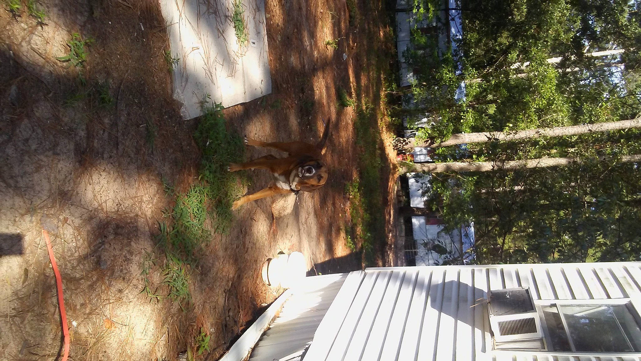 Zeus joined the competition — help win amazing prizes! biome, building, forest, grass, hardwood, house, landscape, leaf, morning, nature, plant, sunlight, table, tire, tree, trunk, water, wheel, wood, woody_plant