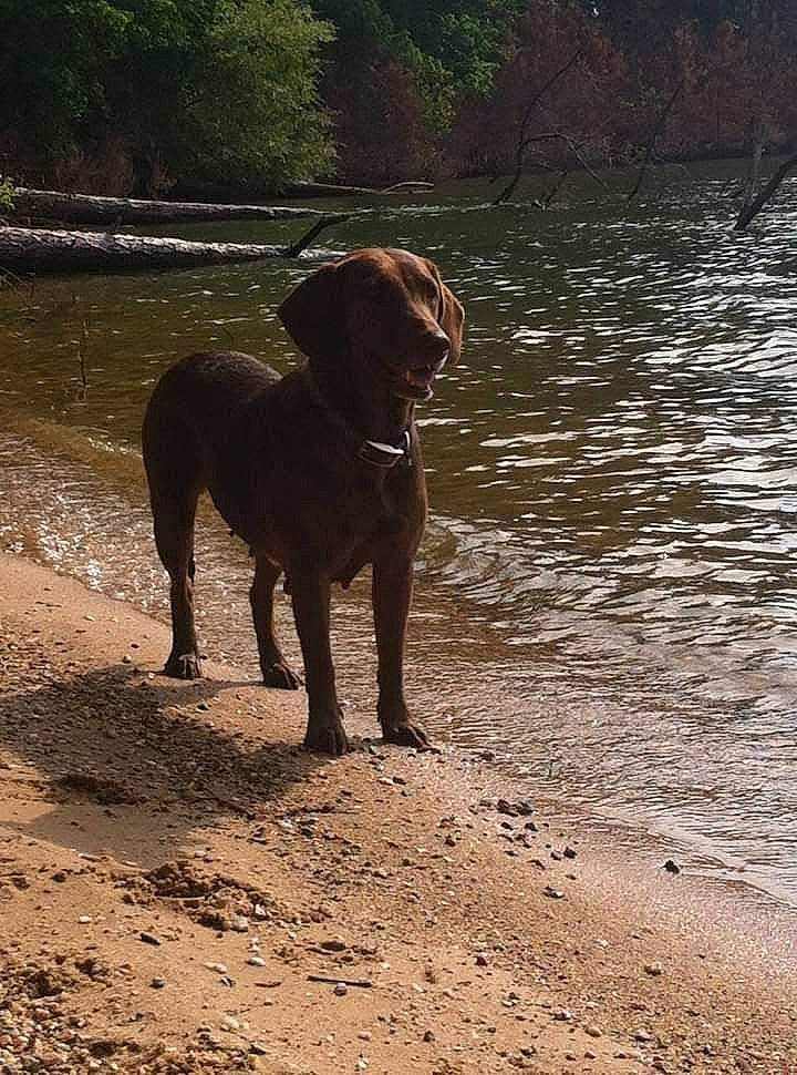 Brownie joined the competition — help win amazing prizes! carnivore, dog, dog_breed, dog_collar, fawn, gun_dog, lake, liver, plant, retriever, snout, soil, sporting_group, tail, terrestrial_animal, tree, water, wildlife, wood, working_animal