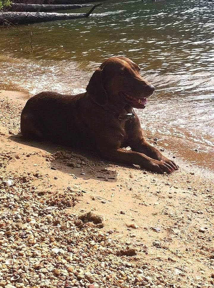 Brownie joined the competition — help win amazing prizes! beach, canidae, carnivore, dog, dog_breed, dog_collar, fawn, gun_dog, labrador_retriever, lake, liver, retriever, sand, shadow, snout, soil, sporting_group, terrestrial_animal, water, working_animal
