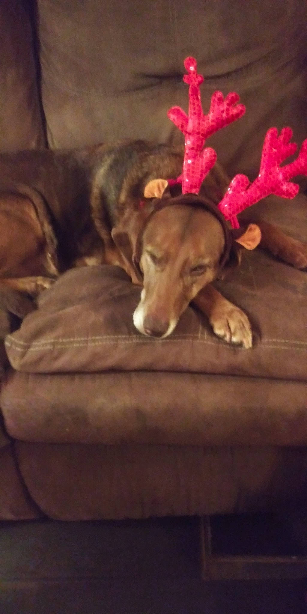 Brownie joined the competition — help win amazing prizes! carnivore, cloud, comfort, companion_dog, couch, darkness, dog, dog_breed, dog_supply, event, fawn, fur, liver, paw, plant, sporting_group, tail, tints_and_shades, wood, working_animal