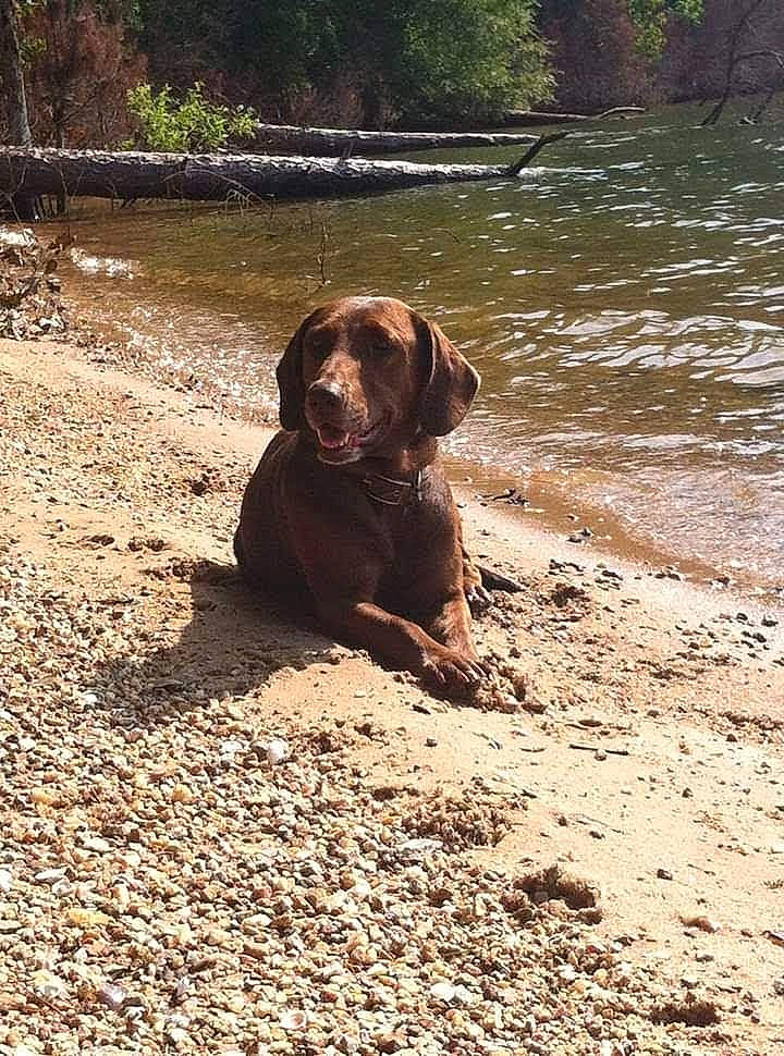 Brownie joined the competition — help win amazing prizes! canidae, carnivore, companion_dog, dog, dog_breed, fawn, gun_dog, lake, liver, plant, snout, soil, sporting_group, tail, terrestrial_animal, tree, water, wildlife, wood, working_animal