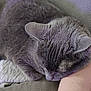 cat, gray_cat, sleeping, resting, arm, human_arm, furry, pet, indoor, cozy, closeup, nap, soft, fur, relaxed, comfort, animal, domestic_cat, couch, textile