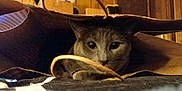 Chyan joined the competition — help win amazing prizes! abyssinian, accessories, animal, bag, blackcat, blanket, box, cat, closet, cupboard, furniture, handbag, kitten, manx, pet, plastic, plasticbag, purse, shoppingbag, totebag