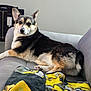 dog, couch, blanket, indoor, pet, fur, relaxed, animal, furniture, canine, companion, cozy, resting, home, cute, mammal, laying, domestic, looking, ears