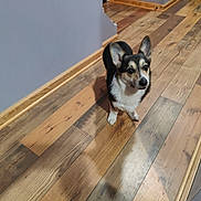Chloe is registered to the contest to win money with this photo: dog, corgi, pet, animal, indoor, wooden_floor, hallway, ears, fur, cute, small_dog, standing, brown, black, white, looking_up, companion, domestic_animal, flooring, home
