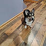 dog, corgi, pet, animal, indoor, wooden_floor, hallway, ears, fur, cute, small_dog, standing, brown, black, white, looking_up, companion, domestic_animal, flooring, home