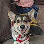 dog, corgi, smiling, pet, indoor, couch, leather, person, phone, taking_photo, sitting, red_harness, happy, home, table, ketchup_bottle, blanket, carpet, casual_clothing, fur