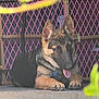 animal, blurred_foreground, collar, concrete, cute, dog, ears_up, german_shepherd, greenery, lattice, outdoor, paw, pet, pink_gate, puppy, relaxed, resting, tag, tongue_out, young