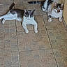 cat, cats, pets, feline, gray_and_white_cat, black_and_white_cat, lying_down, sitting, indoor, floor, tile_floor, home, animal, fur, whiskers, ears, tail, relaxed, looking_at_camera, pair