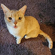 Gizmo joined the competition — help win amazing prizes! cat, light_orange, white_paws, white_chest, carpet, indoor, pet, animal, feline, curious, sitting, tail, ears, whiskers, looking_up, close_up, domestic_cat, fur, eyes, mouth_open