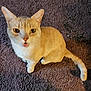 cat, light_orange, white_paws, white_chest, carpet, indoor, pet, animal, feline, curious, sitting, tail, ears, whiskers, looking_up, close_up, domestic_cat, fur, eyes, mouth_open