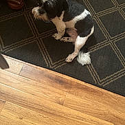 Silas joined the competition — help win amazing prizes! dog, black_and_white, sitting, indoor, carpet, wooden_floor, pet, fur, tail, calm, animal, household, furniture_corner, domestic, companion, cute, quiet, relaxed, floor, patterned_rug