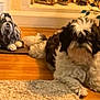 Silas is registered to the contest to win money with this photo: animal, black_and_white, companion, cute, decor, decorative_tree, dog, domestic_animal, flooring, fluffy, furniture, home, indoor, living_room, lying_down, pet, relaxing, rug, statue, wooden_floor