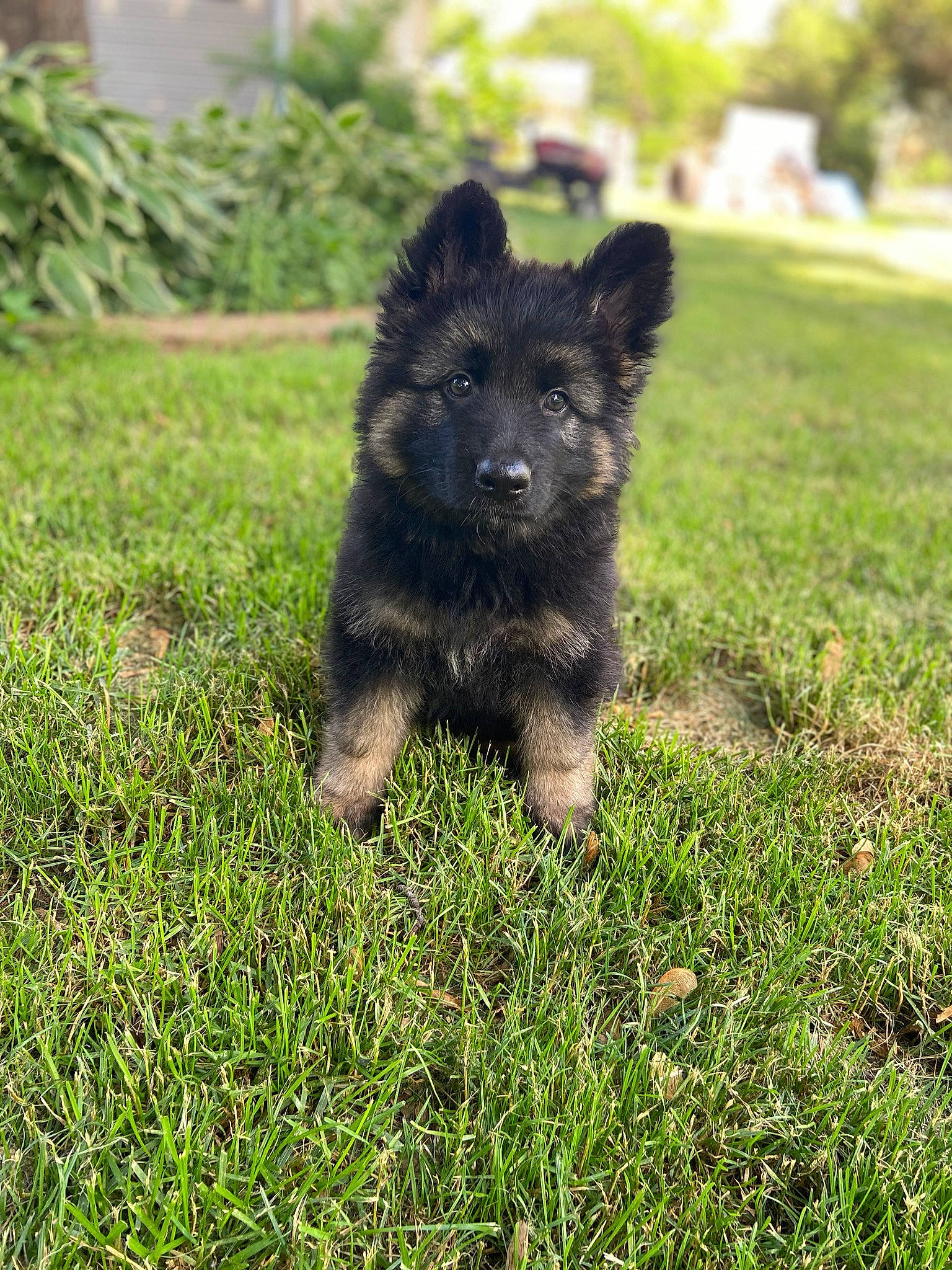 Hank joined the competition — help win amazing prizes! bohemian_shepherd, canidae, carnivore, dog, dog_breed, german_shepherd_dog, grass, herding_dog, mammal, old_german_shepherd_dog, puppy, rare_breed_dog, vertebrate