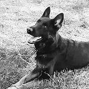 Kono joined the competition — help win amazing prizes! animal, black_and_white, black_dog, canine, companion, dog, ears_up, friendly, fur, grass, happy, laying_down, monochrome, muzzle, nature, outdoor, panting, pet, relaxed, tongue